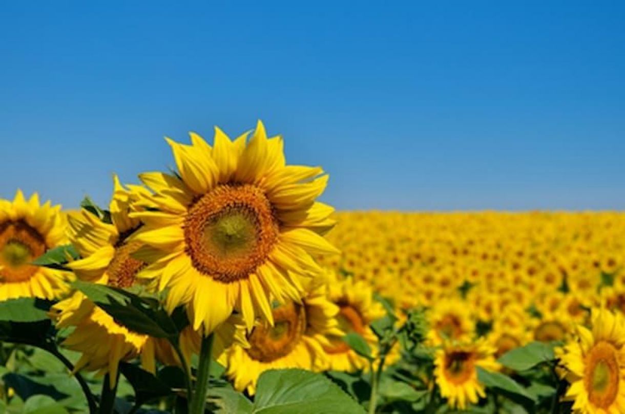 Papermill Direct  Celebrate The Summer With Sunflowers 2